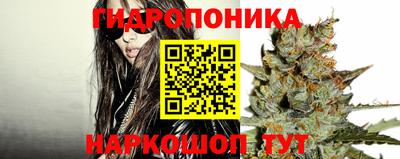 шишки Аргун